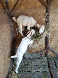 Козочки и овечки