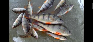 Зимняя Рыбалка 2022-2023. Река Лебедь