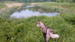 Хаски Умка !