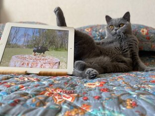 Выпускники нашего питомника 
