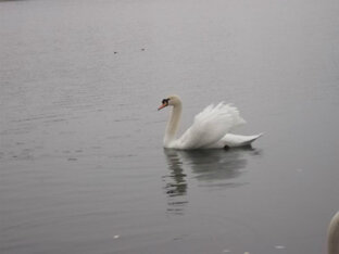 история племянника