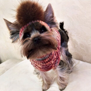 Мастер-классы по вязанию для животных