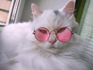 Котейка