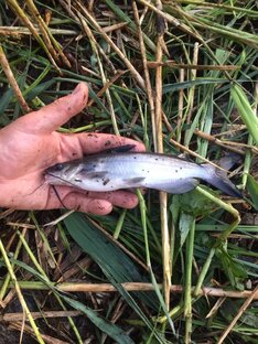 Отчеты с рыбалок