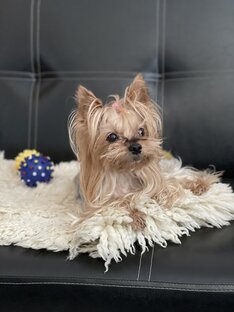 Моя звезда мисс Лис