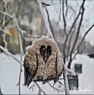 Совы нежные