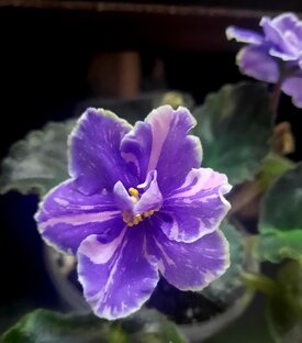 Мысли в слух