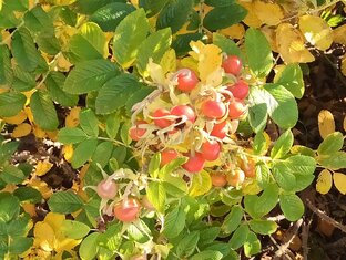 Поделись Вкусной Россией