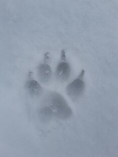 мои шалости