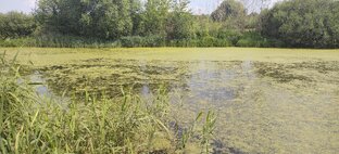 Река Воронеж в Липецкой области 
