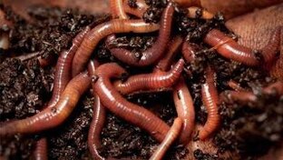 Полезные огородные животные