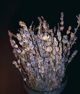 РАСТЕНИЯ🌿