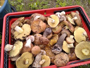 Лес,грибы, ягоды, природа!