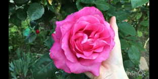 Укоренение веточек🌱, листиков🍃, отростков комнатных и уличных цветов