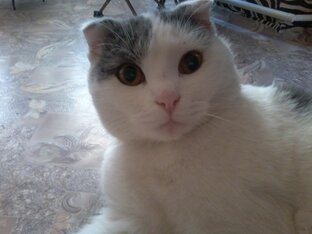 МОИ ПИТОМЦЫ