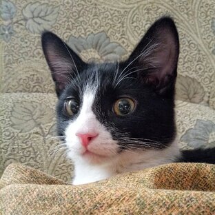 Кошачий мир