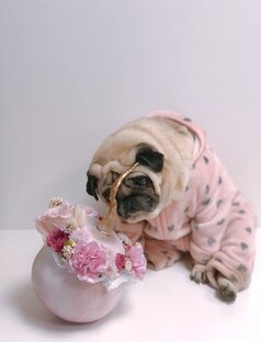 Истории собак 