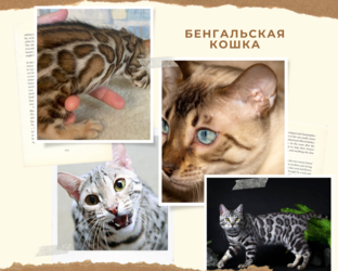 Питомник Russicats