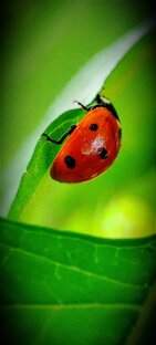 Макро съёмка