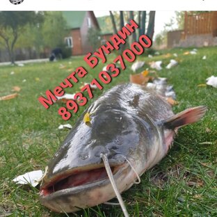 МЕЧТА БУНДИН 