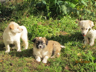 Мое подворье