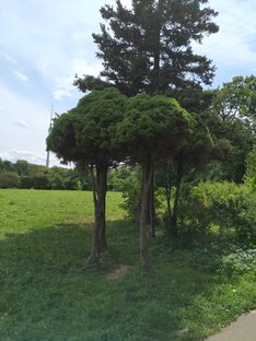           БЛИЖНИЕ ПРОГУЛКИ