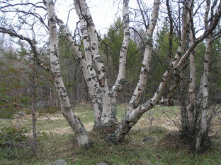 По лесным тропам Соловков