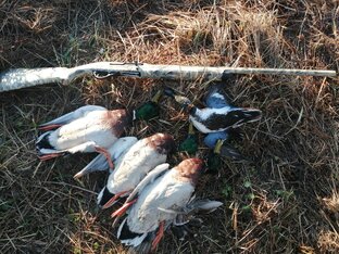Охота на селезня с подсадной уткой 