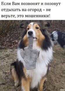 стихи про собак