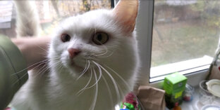 Дрессировка Тёмы