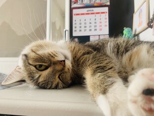 Котячий юмор