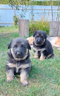 🐶💕Сладкие малыши🐶💕