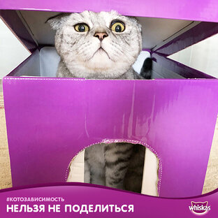 Работаю котом