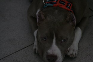 Выставка  собак