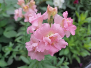 Однолетние цветы 