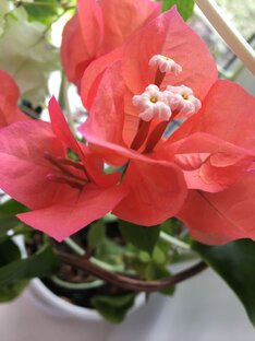 Бугенвиллеи