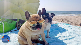 Французские бульдоги Zhu & Ku