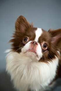 Отели🐶