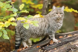 Кот василий