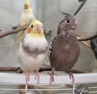 Пол и возраст