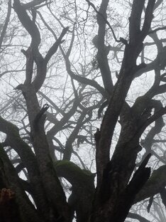 Та самая история 