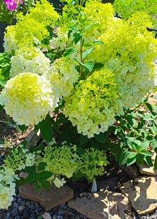 Гортензии 