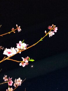 Стихи лучших.