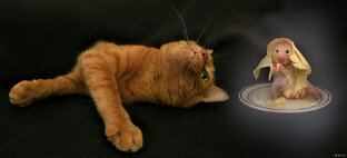 Эксперимент