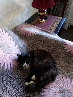 Мои милашкиМои любимые питомцы.