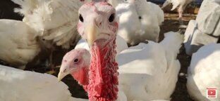 Наше приусадебное хозяйство