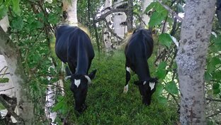 Корова на подворье