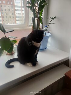 мой кот