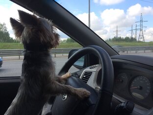 Зарисовки из жизни братьев наших меньших