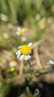 Родные края